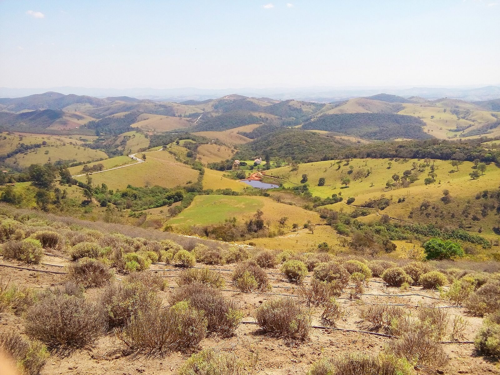 Plantação de lavanda e morros em Cunha, SP