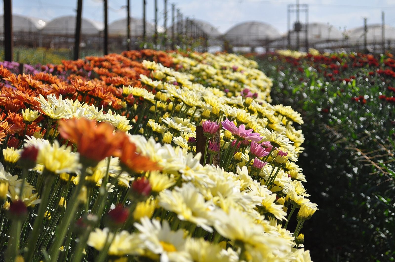 Campo de flores coloridas em Holambra