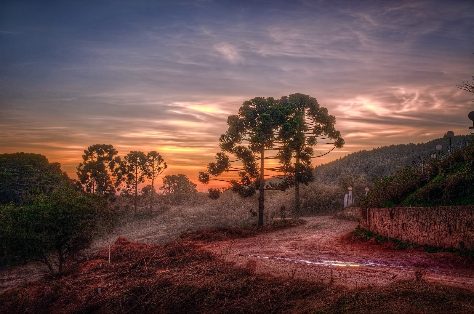 Pôr do sol com araucária em Monte Verde, Minas Gerais